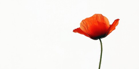 Single red poppy flower with delicate petals on white