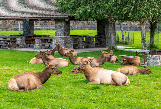 Tame Elk in Gardiner