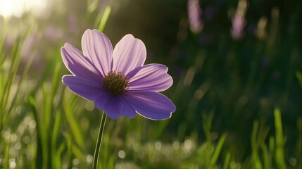 Fototapeta premium A single cosmos flower in a delicate shade of lavender, captured against a blurred, green garden backdrop.