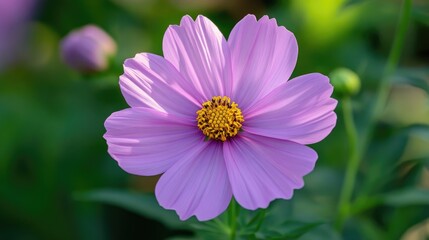 Fototapeta premium A soft pastel cosmos flower in bloom with light, airy petals, surrounded by fresh green foliage in a garden.