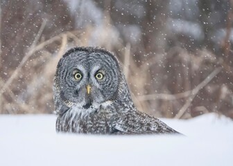 close up great gray hunting in the snow