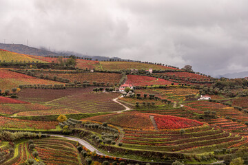 
32 / 5 000
Wine field in Douro Portugal