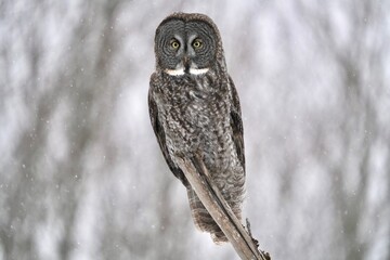 female great gray owl sitting on a branch