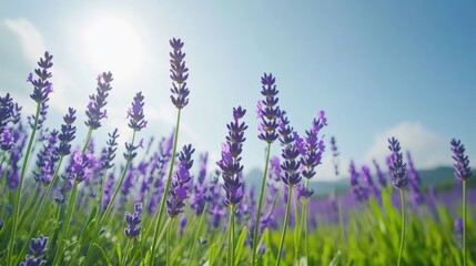 Fototapeta premium Blooming lavender fields stretching into the horizon under a clear blue spring sky. No people no text