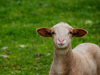 Fototapeta premium close up of a sheep