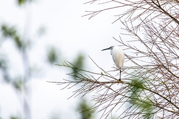 white tailed tit