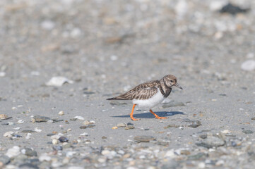 portrait of a turnstone on a beach in Brittany