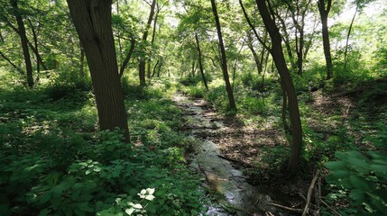 Naklejka premium Deep green forest with a small creek running through it, sunlight filtering through the dense canopy.