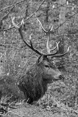 One Of The Wonderful Animals Often Seen On Farmland, The Highland Stag Is A Majestic Character