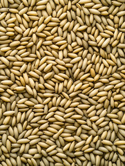 Obraz premium A dense textured array of pale elongated pine nuts uniformly arranged and brightly lit.