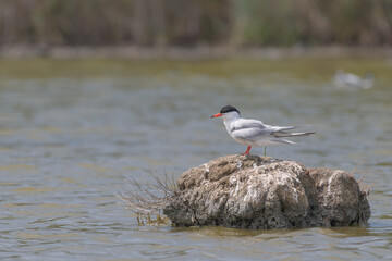 tern perched on a rock