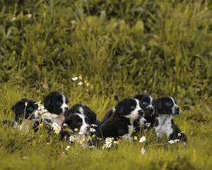 Beautiful litter of puppies in the grass