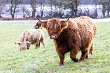 One Of The Wonderful Animals Often Seen On Farmland, The Highland Cow Is A Unique Character
