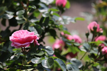 Rose garden