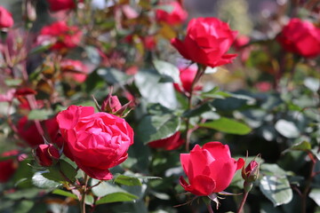 Rose garden