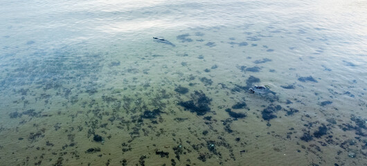 Just One Of The Large Wild Animals Seen In The Scottish Highlands