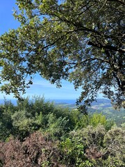 trees in the forest
