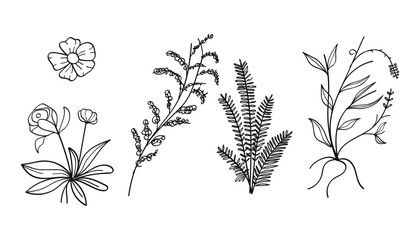 Botanical line art vintage with flowers bouquet and leaves wildflower collection.