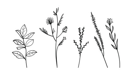 Botanical line art with flowers and leaves hand drawing collection.Vector illustration
