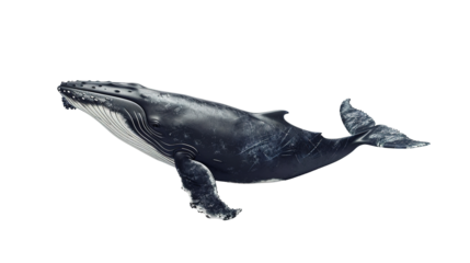 Large Whale Drawing Isolated on PNG Transparent Background. Wildlife, Water, Nature, Creature