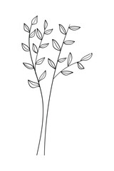 Botanical with leaves isolated on white background.