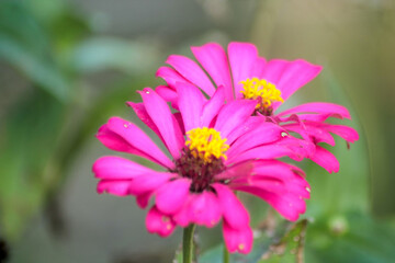 Obraz premium Close-up image of vibrant red summer flowering Zinnia flowers in soft sunshin