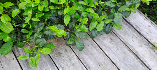 wooden background with tea leaves border	
