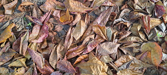 dry leaves from scattered teak trees	
