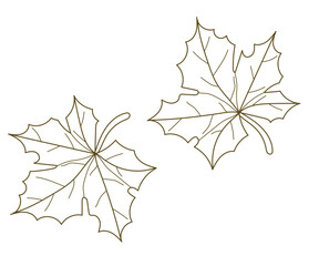 Hand drawing brown maple leaf line art collection.Vector illustration.
