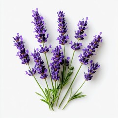 Obraz premium Fresh Purple Lavender Stems on White Background for Natural Decor