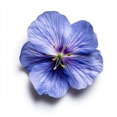 Obraz premium Beautiful Light Blue Flower with Delicate Petals and Details