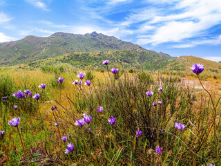 Springtime bloom landscape in Calabasas Hills with trees, meadows, fields, yellow flowers and various blooms during a beautiful blue sky day with scattered clouds.