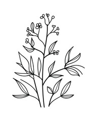 Hand-Drawn Twigs with Leaves in a Botanical Style.Vector illustration