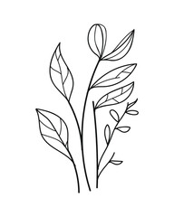 Plant line art hand drawn.Vector illustration.