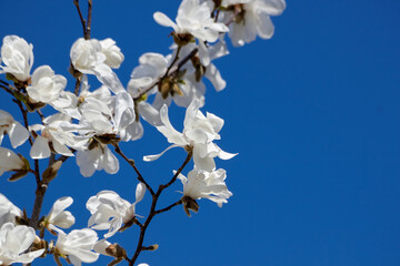 Bright Blue Sky and Beautiful White Magnolia Flowers in Bloom