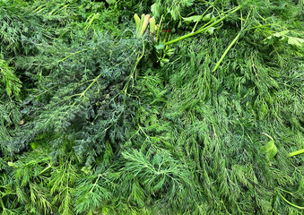 Dill (Turkish: Dere otu) on a supermarket counter. 