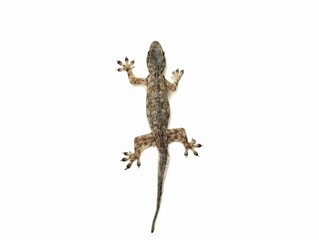 House lizard isolated on white background shoot on close up 