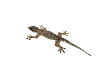 House lizard isolated on white background shoot on close up 