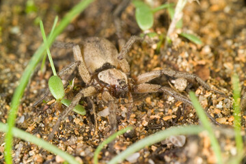 Spider in its habitat Ground spider (Nomisia aussereri) Mores. Sardinia. Italy