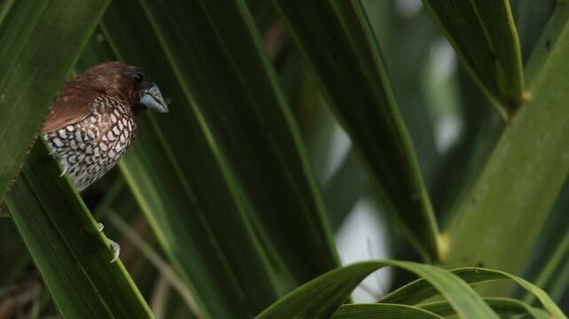 The scaly-breasted munia or spotted munia (Lonchura punctulata), known in the pet trade as nutmeg mannikin or spice finch, is a sparrow-sized estrildid finch native to tropical Asia. Biodiversity