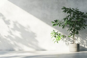 Sunlight illuminates plant, concrete wall, interior design mockup
