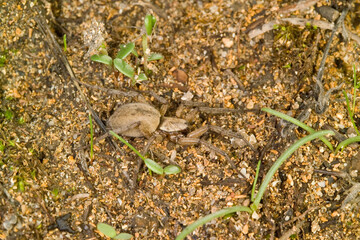 Spider in its habitat Ground spider (Nomisia aussereri) Mores. Sardinia. Italy
