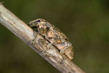 Curculionid beetle Close-up view of a true weevil Coniocleonus excoriatus.(Stephanocleonus...