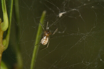 spider on a web, Neriene peltata. Liyphiid spider in hammock web in tree in woodland. sheetweb weavers and money spiders. Sardinia, Italy