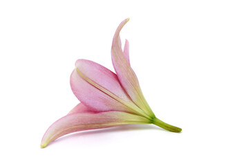 Lily flower isolated on white background