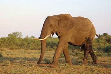 Obraz premium Afrikanischer Elefant / African elephant / Loxodonta africana