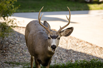 Young white-tailed deer buck on eating on an suburban lawn