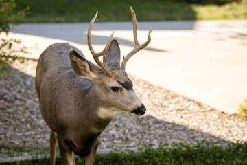 Young white-tailed deer buck on eating on an suburban lawn
