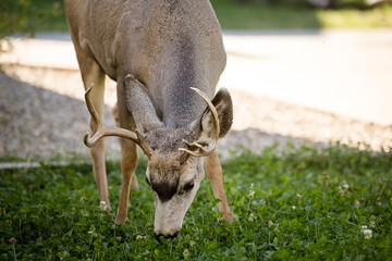 Young white-tailed deer buck on eating on an suburban lawn