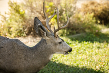 Young white-tailed deer buck on eating on an suburban lawn